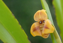 Maxillaria subrepens