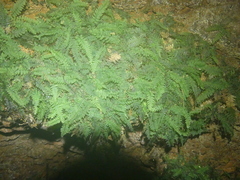 Trichomanes botryoides