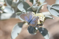 Theclinesthes serpentata