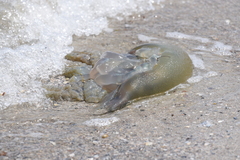 Catostylus
