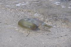 Catostylus