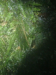 Trichomanes botryoides