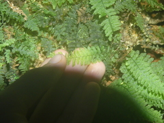 Trichomanes botryoides