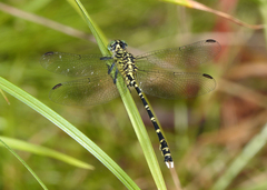 Hemigomphus comitatus