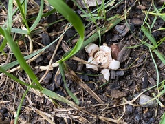 Geastrum