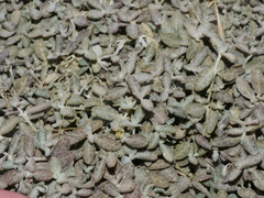 Atriplex buchananii