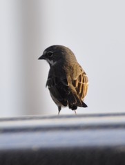 Artemisiospiza belli clementeae