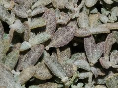 Atriplex buchananii