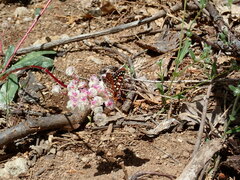 Euphydryas chalcedona