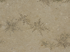 Atriplex buchananii