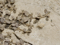 Atriplex buchananii