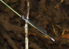 Pseudagrion ignifer
