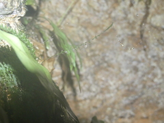 Trichomanes botryoides