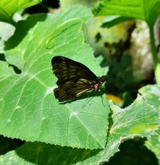 Catasticta hebra potamea