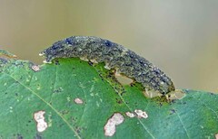 Hypsoropha hormos