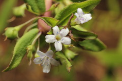 Myoporum caprarioides