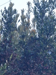 Platycercus caledonicus