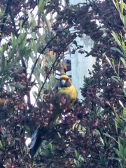 Platycercus caledonicus