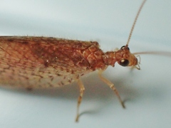Micromus posticus