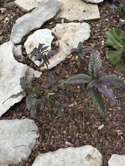 Strobilanthes auriculata dyeriana
