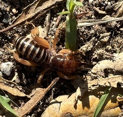Ammopelmatus