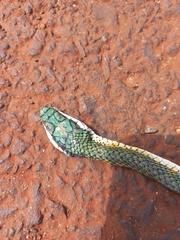Leptophis ahaetulla