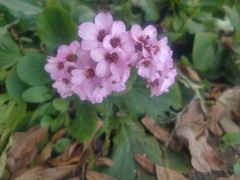 Bergenia