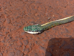 Leptophis ahaetulla