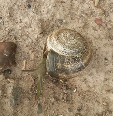 Otala punctata