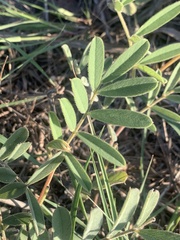 Tephrosia onobrychoides