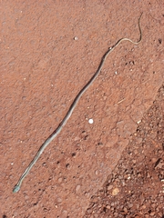 Leptophis ahaetulla