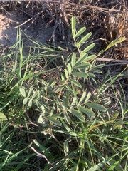 Tephrosia onobrychoides