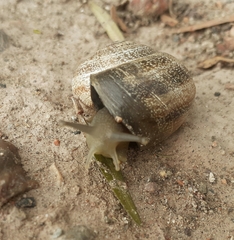 Otala punctata