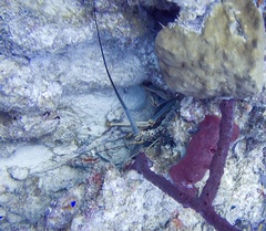 Panulirus argus
