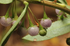 Myoporum caprarioides