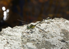 Hemigomphus comitatus