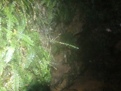Trichomanes botryoides