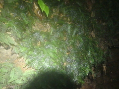 Trichomanes botryoides