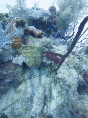 Panulirus argus