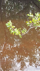 Laguncularia racemosa