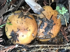 Cortinarius mucosus