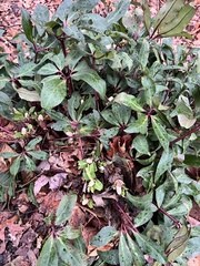 Helleborus orientalis