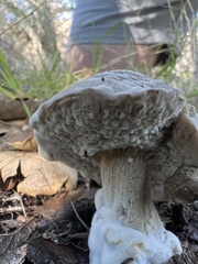 Hypomyces microspermus