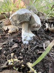 Hypomyces microspermus