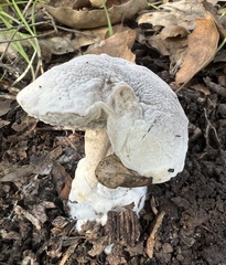 Hypomyces microspermus