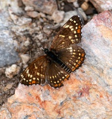 Chlosyne cyneas