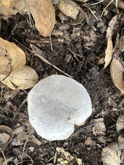 Hypomyces microspermus