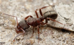 Rhytidoponera tasmaniensis