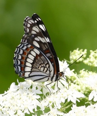 Limenitis weidemeyerii
