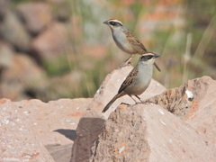 Oriturus superciliosus